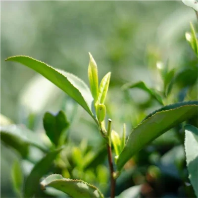 9 beneficios para la salud del té verde