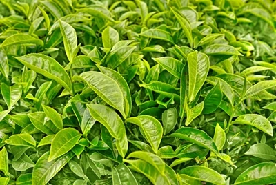 Una nueva generación de talentos para preparar té