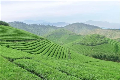 Haz un buen trabajo con el té +